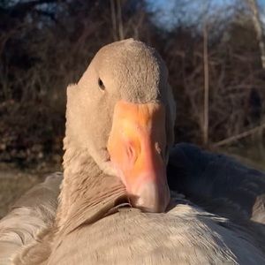 Meet your Posher, Cam